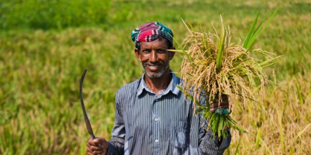 ধানের বাম্পার ফলনের আশা, কৃষকের ঘাড়ে ব্যয়ের বোঝা