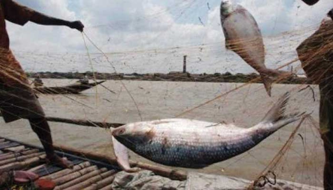 ইলিশ ধরার ২২ দিনের নিষেধাজ্ঞা শুরু