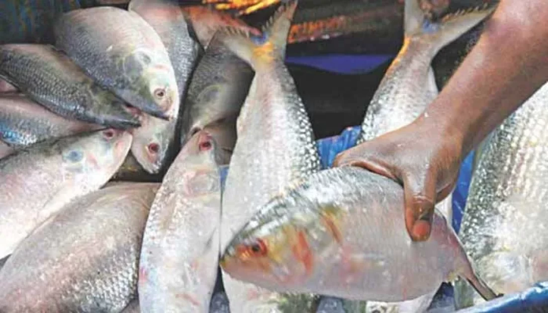 ইলিশ ধরার ২২ দিনের নিষেধাজ্ঞা শেষ হচ্ছে আজ