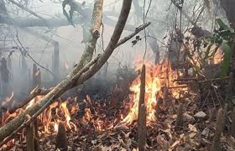 আগুনে পুড়ছে সুন্দরবন,নেভানোর আপ্রাণ চেষ্টা